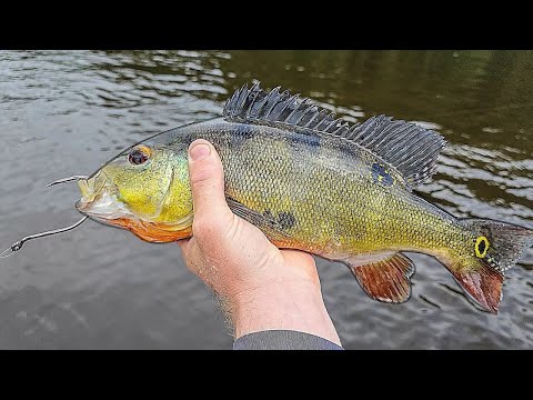 Fishing with PEACOCK BASS FOR BAIT!! (250+ pound monster)