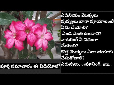 Adenium plant complete care in teluguఎడినియం మెుక్కల సంపూర్ణ సమాచారముTelugudanam by Divyavarma