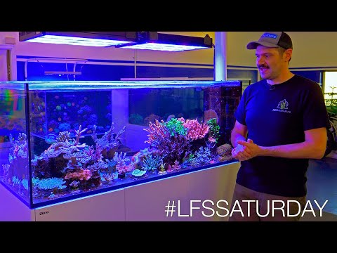 We Spent $2000 at 15 Different Aquarium Stores - This is what we got