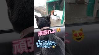 【感動】雨の日、野良猫さんを励ます！優しい猫 #天才猫 #しゃべる猫