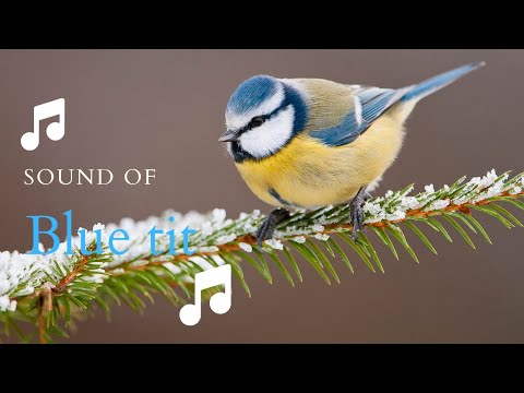 👉 S9 Blue tit ( Cyanistes caeruleus ) | Pițigoi albastru