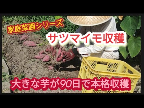 【サツマイモ収穫】90日でこんな大きな芋が収穫【家庭菜園シリーズ】