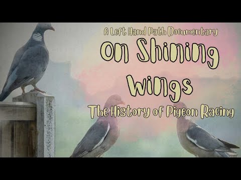 On Shining Wings  | The History and Mystery of Pigeon Racing |  Documentary | British Social History