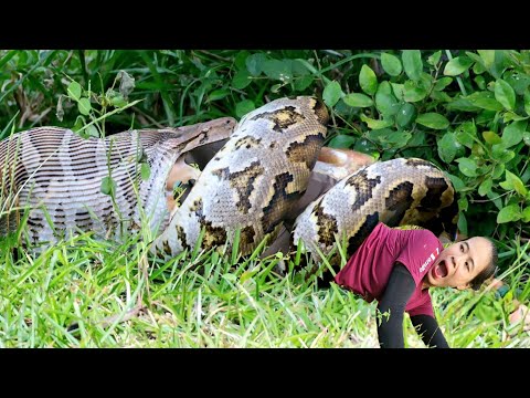 Corn Garden Care - Small Banana Slices for Ducks & Cooking