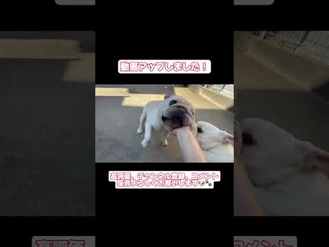 看板犬🐶銀次郎登場！✨　　銀ちゃんファンの方是非、動画見てくださいね🤩