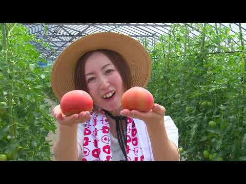 Fresh Vegetable」旬の青森県産トマトを紹介♪