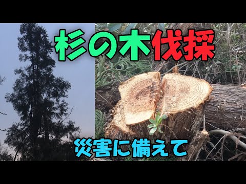 【防災】杉の木伐採