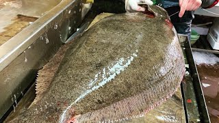 【職人技】特大ざぶとんヒラメ捌き方・神経締め・血抜き・A young man cooks a very large fish.