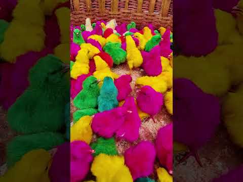 CUTE Baby Chicks Chirping Sounds  #chicken #murgichicks #colorfulchicks