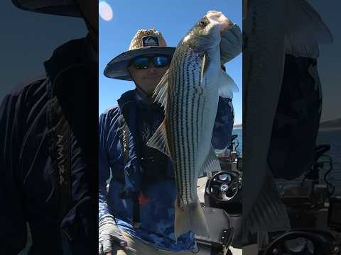 Big Shad=Big Striper #shadfishing #stripedbass #fishing #stripedbassfishing #shorts #fishingshorts