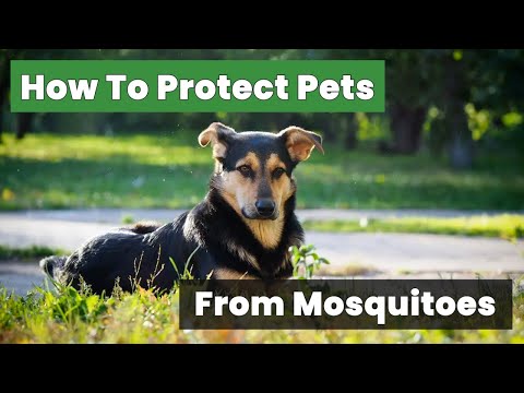 Mosquitoes vs. Pets: 🐾 How to Protect Pets from Mosquitoes