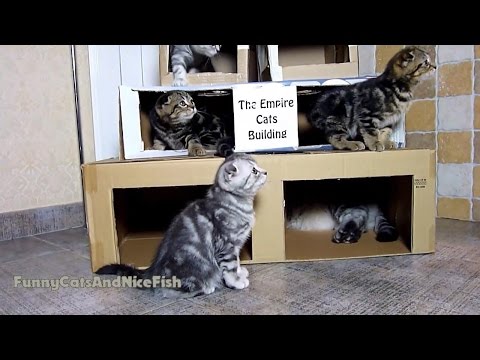 The Empire Cats Building for Scottish Fold Kittens