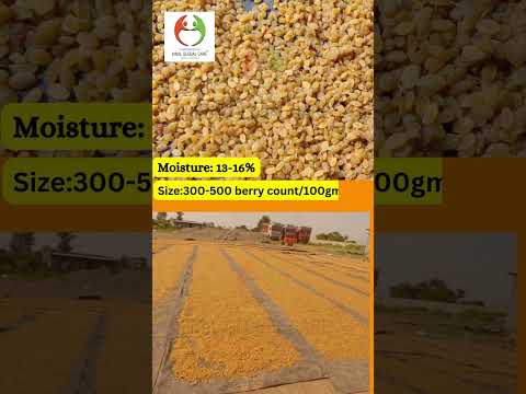 Export Quality Golden Raisins From India