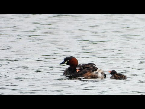 林邊鄉的小鷿鷉Tachybaptus ruficollis 　（2024 09 07）