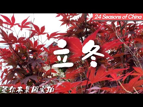 南半球  我家菜园的二十四节气（北立冬/南立夏）后院有机种植节气记录篇之二