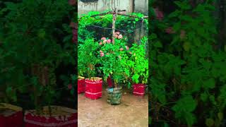 It's rainy time 🌧️☔#shortvideo #youtubeshorts #gardening #ytshots