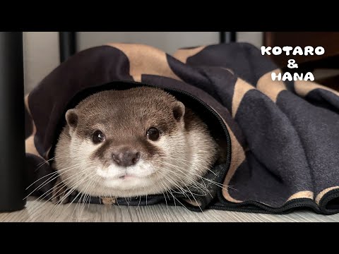 Otter Teases Family with Her Hide-and-Seek Antics