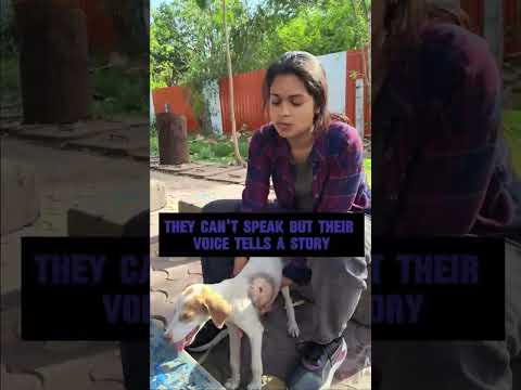 ZUBAAN 🗣️ FOR BEZUBAAN 🐶 | Shreshth Charitable Society | #rescuedog #dogs #animals