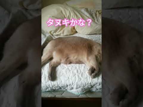 【くつろぎお猫様】タヌキなテトちゃん　#shorts #ねこ　#タヌキ