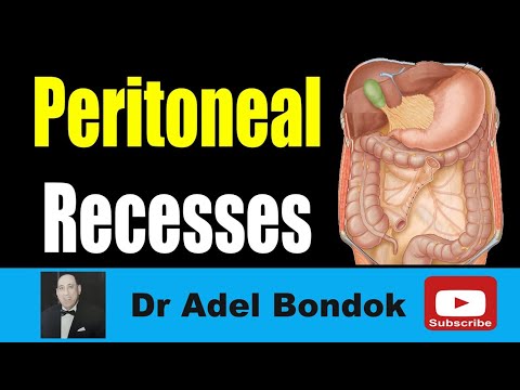 Peritoneal Recesses, Dr Adel Bondok Making Anatomy Easy