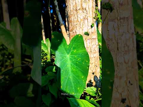 কচুর পাতা একটি প্রকৃতির নিখুঁত সৌন্দর্য | Kocur Pata #zoo #tree