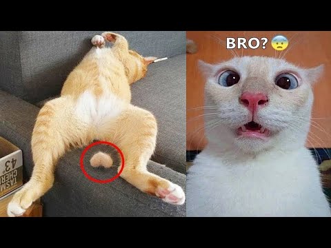 New Funny Animals 🤣 Funniest Cats and Dogs Videos 😻🐶 Part 1