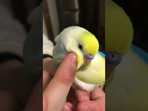 2秒でこれほどまでに満たされる動画はないやろ #shorts #セキセイインコ #budgie #かわいい #すいちゃん