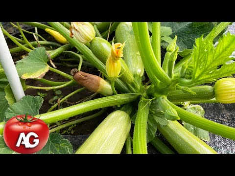 Why zucchini turn yellow and rot, and how to fix it