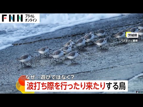 かわいい！波打ち際を行ったり来たりの小鳥ミユビシギ　波打ち際の貝や甲殻類を食べるため