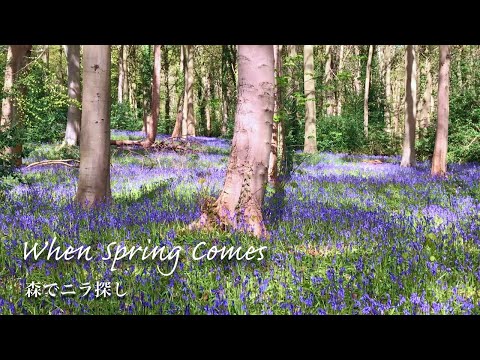 SUB| Foraging and Cooking wild garlic | Bluebells of Scotland | Slow living vlog