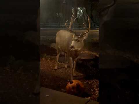 Halloween 🎃 Deer #funny #deer #animals #animalvideos #shorts #halloween #phonk #music