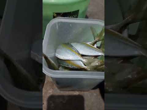 சமைக்க மீன் வந்தாச்சி #shortsviral #trending #fish #seafood #subcribemychannel #vdj #vlogs