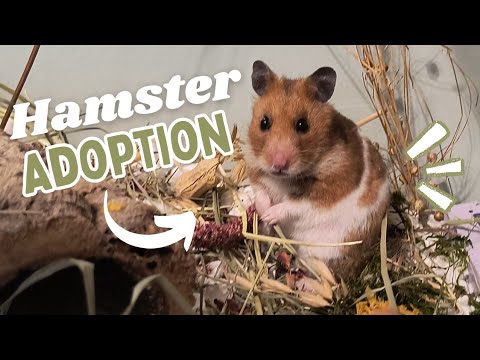 Adopting a Hamster! VLOG // Meet Penelope 🌱