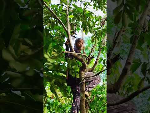 Rural Life Vlog Philippines 🇵🇭Life In The Philippines:How To Get Soursop? #farmer #countryside