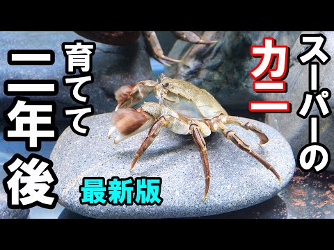 アクアリストがスーパーの食材のカニを育てたらこうなる！育てて２年経過！【カニ水槽の作り方】モクズガニ