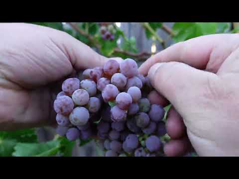 This Style Of Grape Vine Pruning Produces Amazing Grape Bunch Clusters