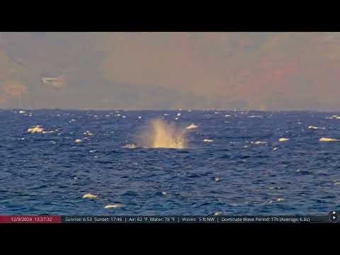 Dec 9, 2024: Mother and calf plus dolphins @afarTV 4K Maui Whale watching cam