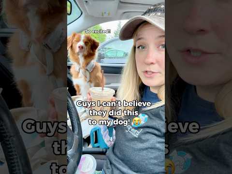 This did not go as planned 😩 #doglovers #dogmom #puppy #toller