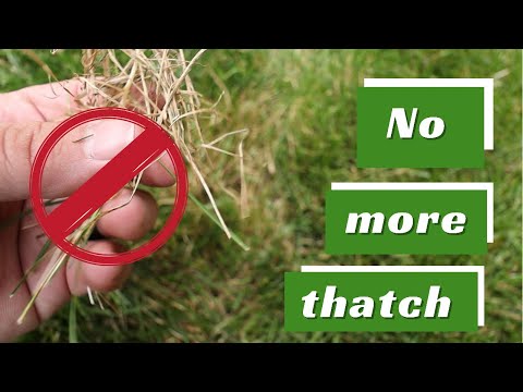 99% of people don't know THIS fix for lawn thatch!