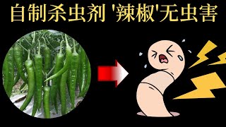 农业 2022: 种植 2022｜自制杀虫剂辣椒无虫害｜GET Agriculture