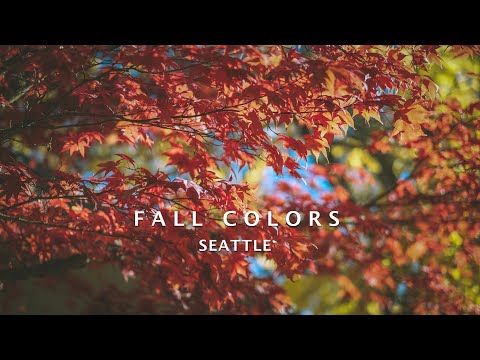 Fall colors, Seattle / Cinematic video 4K