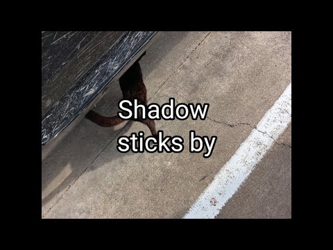 (1493) Shadow sticks by 🐈‍⬛