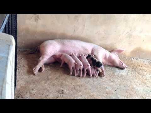 Few days old suckling piglets at mia-myrtles farm