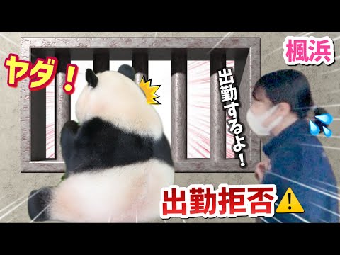 【パンダアイドル楓浜】３分間ゲート前ストライキに打って出た🐼やる気ゼロに観客ザワつく❗️