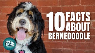 10 Facts About the Bernedoodle | Dogs 101 - Bernedoodle