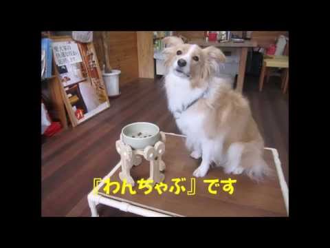 わんこのちゃぶ台　完成！　 【愛犬家住宅】 BINGOホーム・（株）タニワキ建装