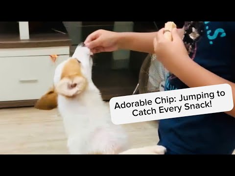 When My Dog Stands Up for Snacks! Easy Training Tips 🐶