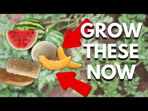 How To Grow Watermelon, Cantaloupe & Luffas In Cold Climates