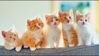 😺 Веселые котята для хорошего настроения! 😸 Подборка приколов с котами и котятами! 💖