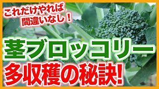 Tips for harvesting a large amount of stem broccoli from a Japanese farmer !